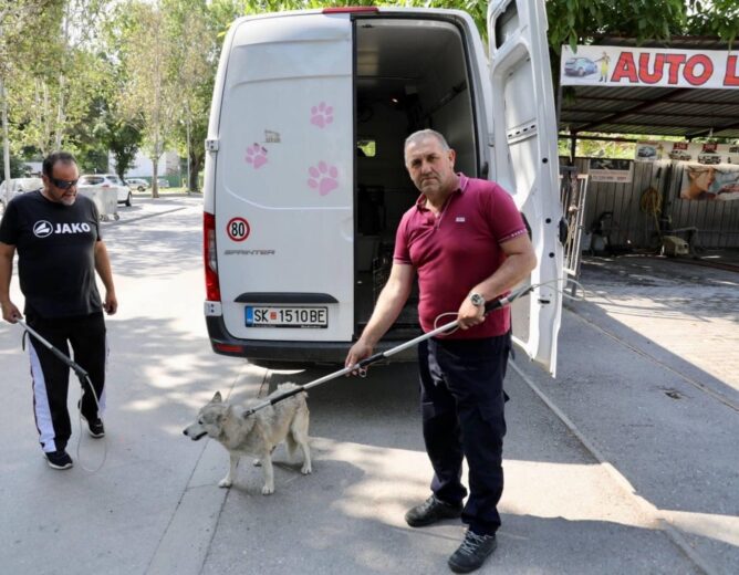 NP Lajka në aksion për kapjen e qenve të pastrehë në Komunën e Çairit